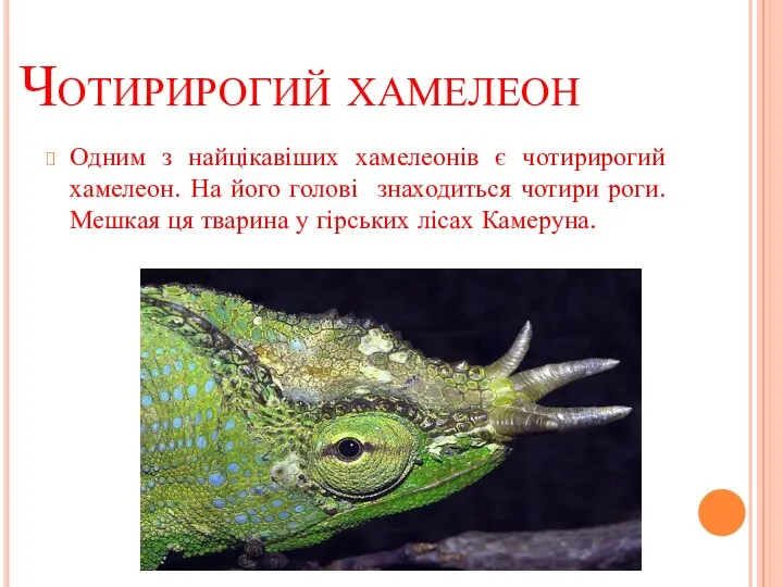 Чотирирогий хамелеон Одним з найцікавіших хамелеонів є чотирирогий хамелеон. На його голові