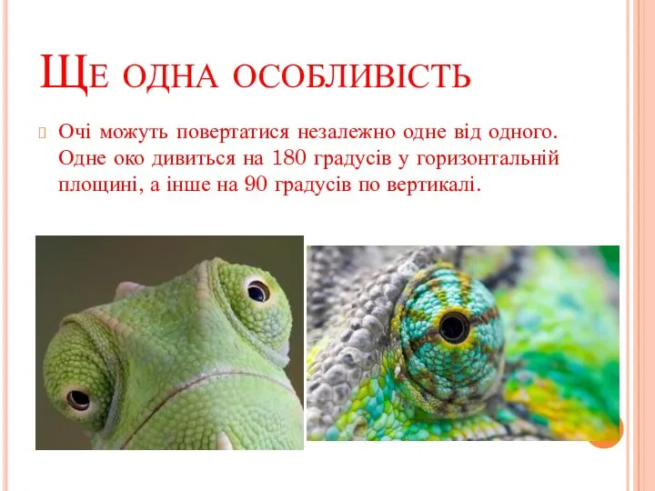 Ще одна особливість Очі можуть повертатися незалежно одне від одного. Одне око