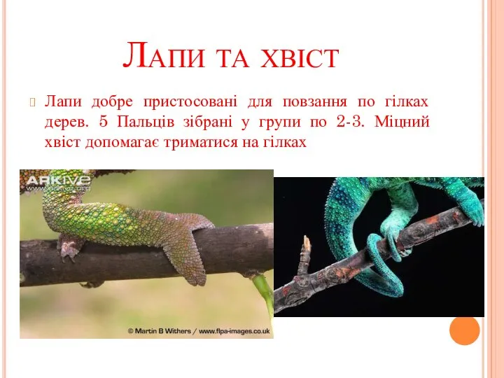 Лапи та хвіст Лапи добре пристосовані для повзання по гілках дерев. 5