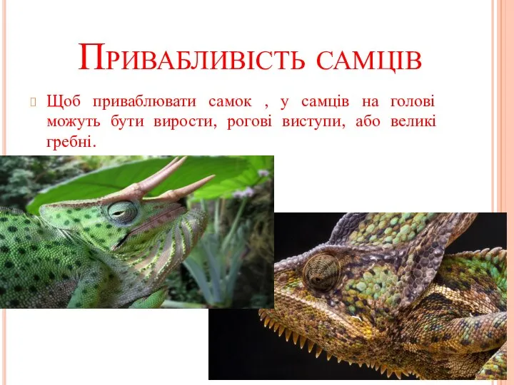 Привабливість самців Щоб приваблювати самок , у самців на голові можуть бути