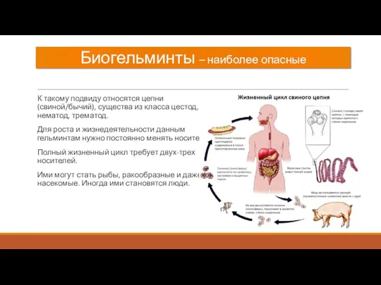 Биогельминты – наиболее опасные К такому подвиду относятся цепни (свиной/бычий), существа из