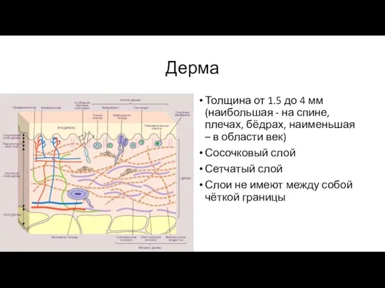 Дерма Толщина от 1.5 до 4 мм (наибольшая - на спине, плечах,