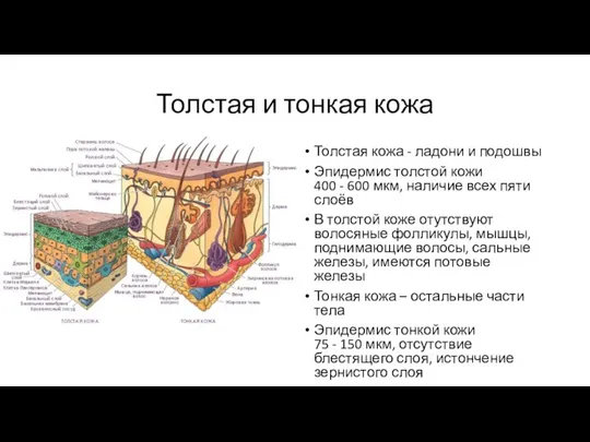 Толстая и тонкая кожа Толстая кожа - ладони и подошвы Эпидермис толстой