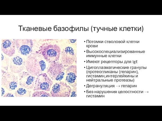 Тканевые базофилы (тучные клетки) Потомки стволовой клетки крови Высокоспециализированные иммунные клетки Имеют