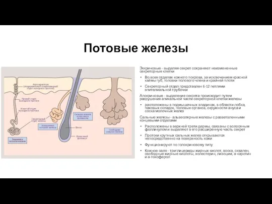 Потовые железы Эккриновые - выделяя секрет сохраняют неизмененные секреторные клетки Во всех