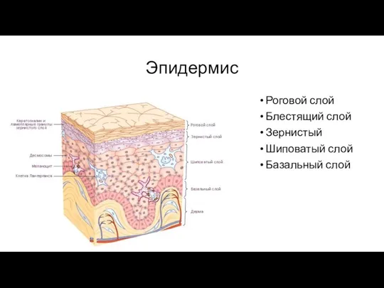 Эпидермис Роговой слой Блестящий слой Зернистый Шиповатый слой Базальный слой