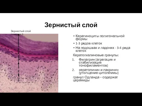 Зернистый слой Кератиноциты полигональной формы 1-3 рядов клеток На подошвах и ладонях