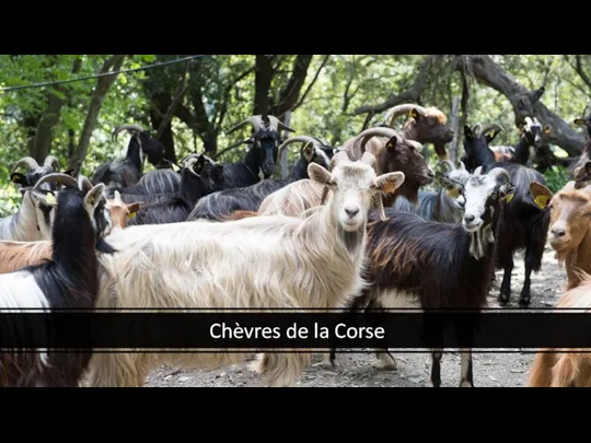 Chèvres de la Corse
