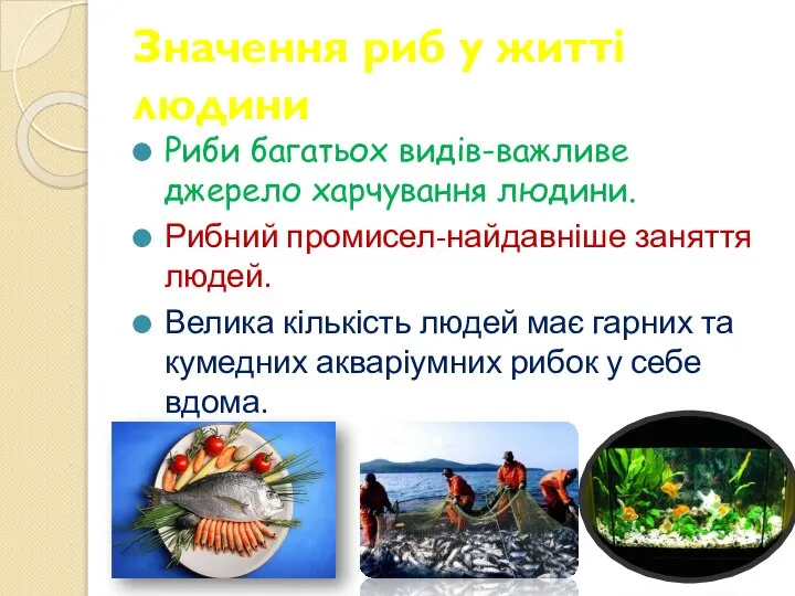 Значення риб у житті людини Риби багатьох видів-важливе джерело харчування людини. Рибний