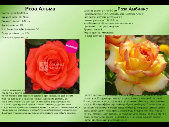 Роза Альма Роза Амбианс Ширина растения: 45-60 см Производитель: ООО Агрофирма "Семена