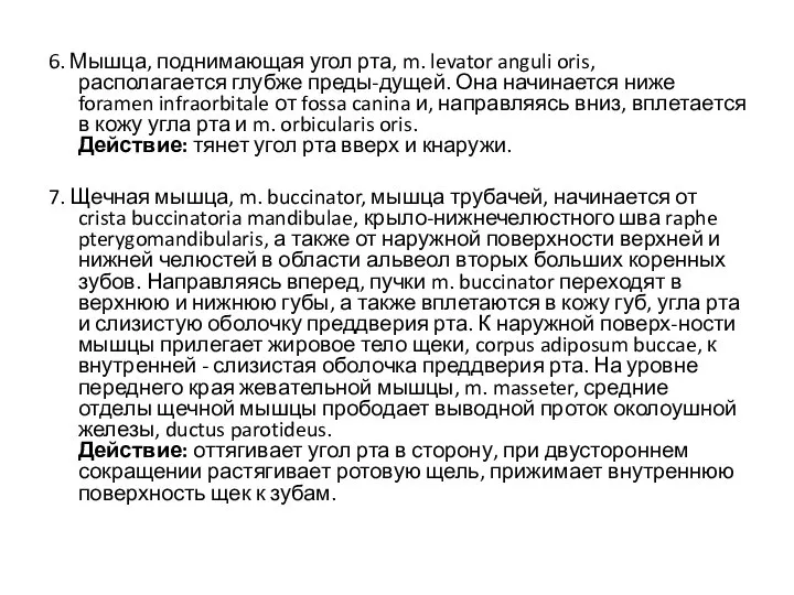 6. Мышца, поднимающая угол рта, m. levator anguli oris, располагается глубже преды-дущей.