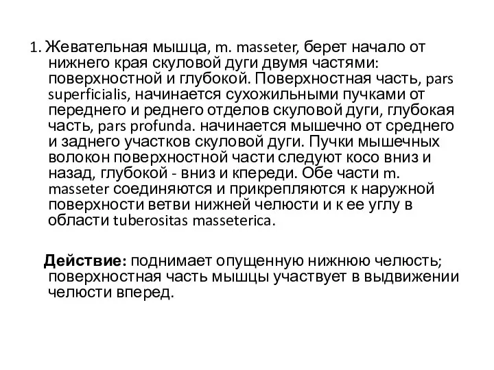 1. Жевательная мышца, m. masseter, берет начало от нижнего края скуловой дуги