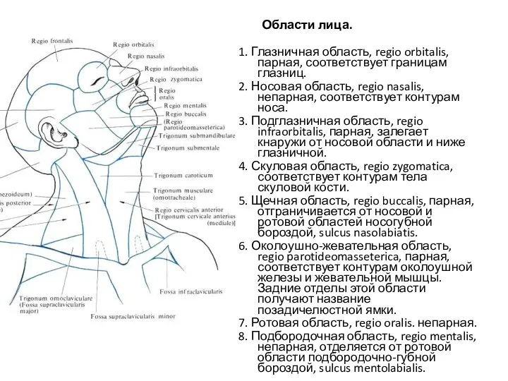 Области лица. 1. Глазничная область, regio orbitalis, парная, соответствует границам глазниц. 2.