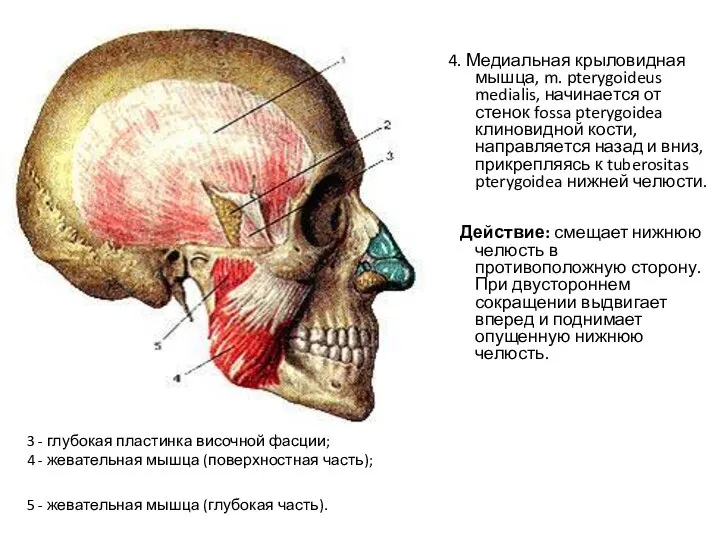 Жевательные мышцы. Вид справа. 1 - фасция височной мышцы; 2 - жировая