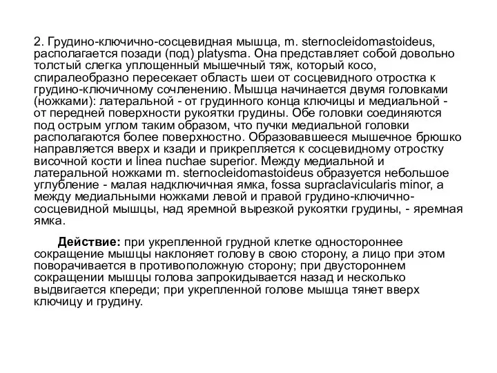 2. Грудино-ключично-сосцевидная мышца, m. sternocleidomastoideus, располагается позади (под) platysma. Она представляет собой