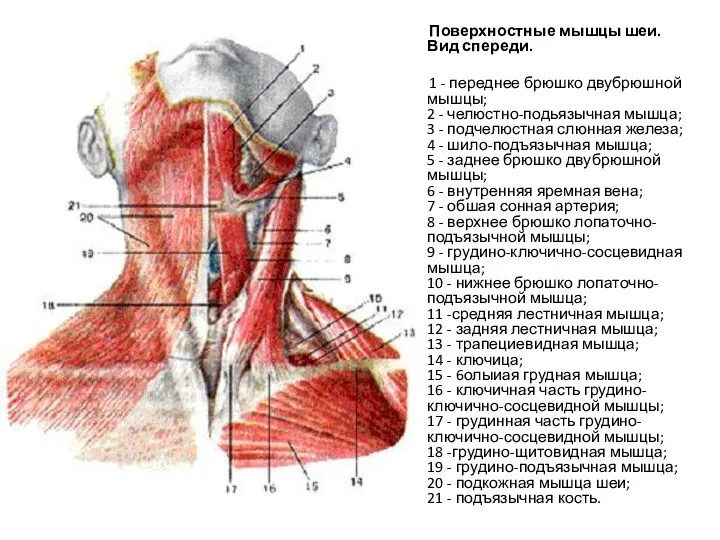 Поверхностные мышцы шеи. Вид спереди. 1 - переднее брюшко двубрюшной мышцы; 2