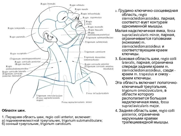 2. Грудино-ключично-сосцевидная область, regio sternocleidomastoidea. парная, соответст-вует контурам одноименной мышцы. Малая надключичная