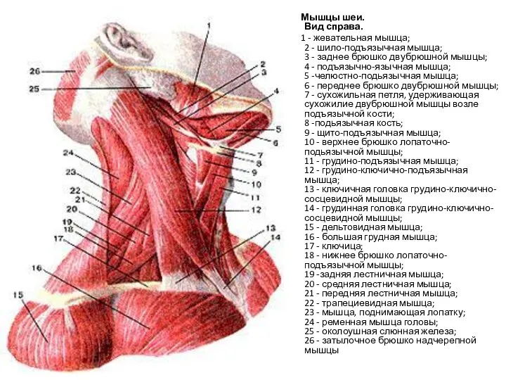 Мышцы шеи. Вид справа. 1 - жевательная мышца; 2 - шило-подъязычная мышца;