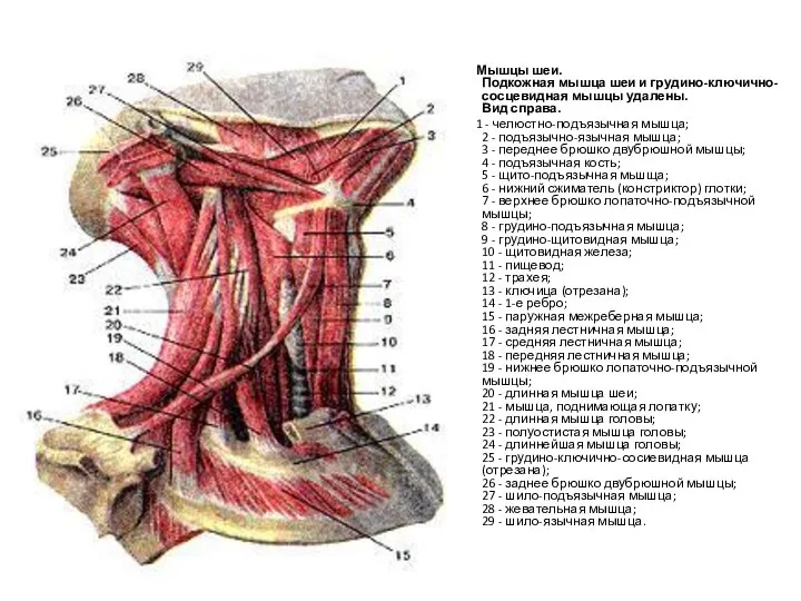 Мышцы шеи. Подкожная мышца шеи и грудино-ключично-сосцевидная мышцы удалены. Вид справа. 1