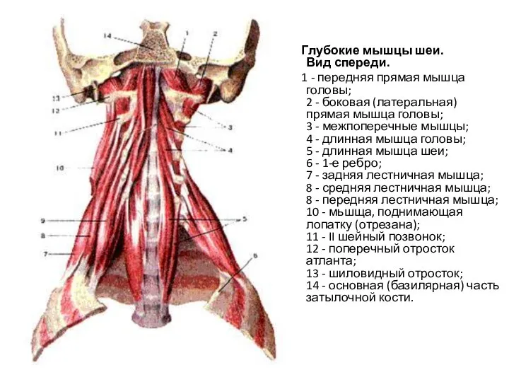 Глубокие мышцы шеи. Вид спереди. 1 - передняя прямая мышца головы; 2
