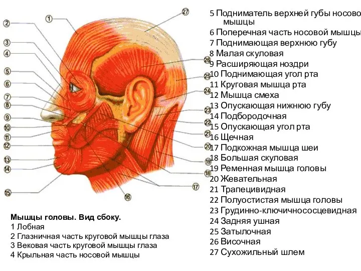 5 Подниматель верхней губы носовой мышцы 6 Поперечная часть носовой мышцы 7