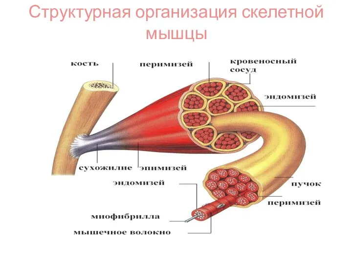 Структурная организация скелетной мышцы