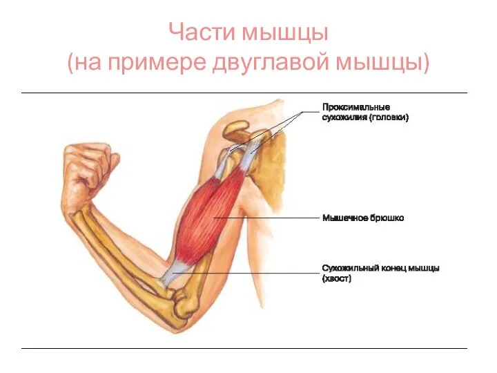 Части мышцы (на примере двуглавой мышцы)