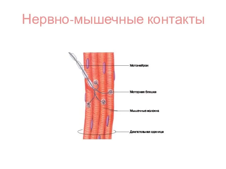 Нервно-мышечные контакты