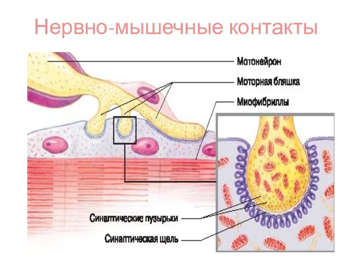 Нервно-мышечные контакты