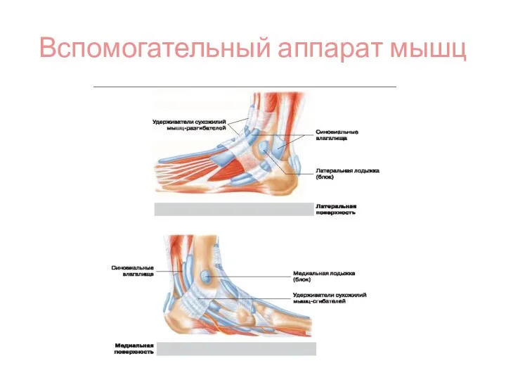 Вспомогательный аппарат мышц