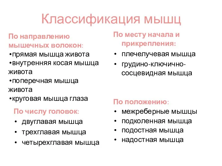 Классификация мышц По числу головок: двуглавая мышца трехглавая мышца четырехглавая мышца По