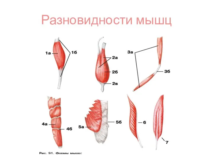 Разновидности мышц