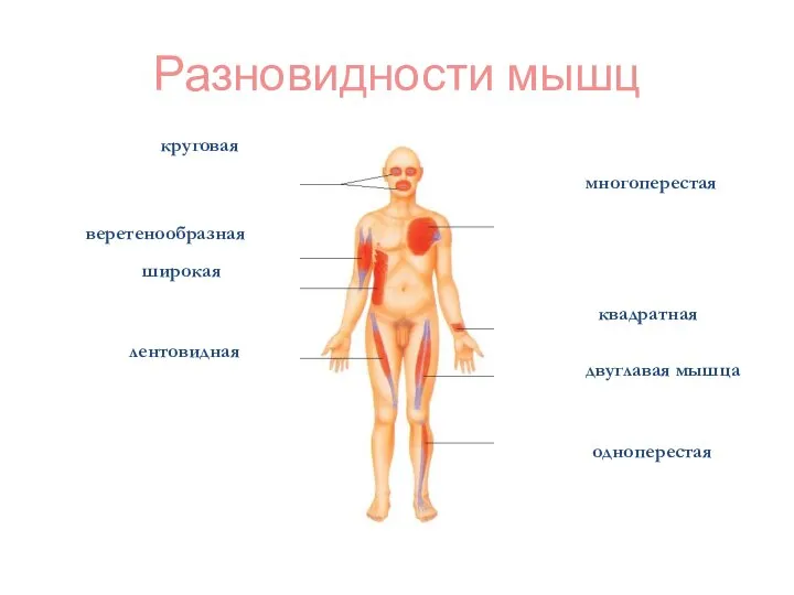 Разновидности мышц круговая широкая веретенообразная многоперестая квадратная лентовидная двуглавая мышца одноперестая