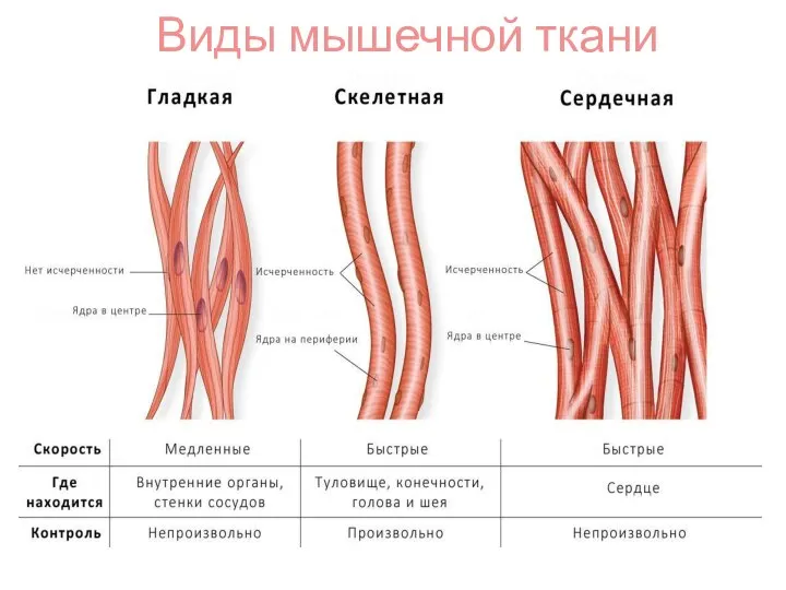 Виды мышечной ткани