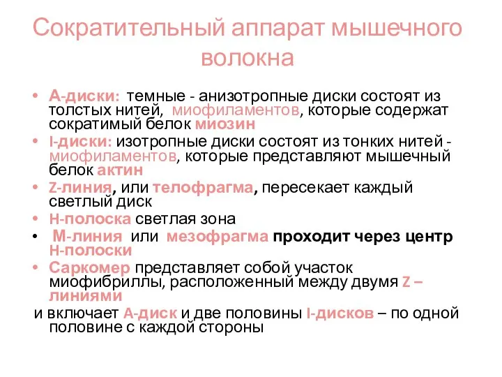 Сократительный аппарат мышечного волокна А-диски: темные - анизотропные диски состоят из толстых