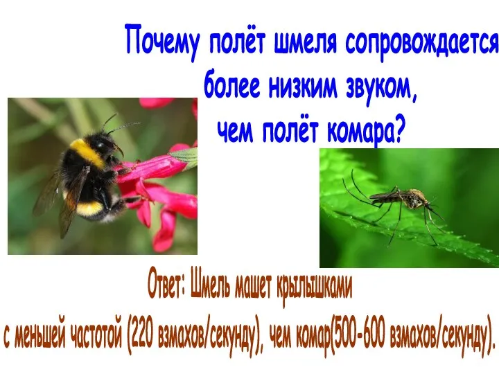 Почему полёт шмеля сопровождается более низким звуком, чем полёт комара? Ответ: Шмель