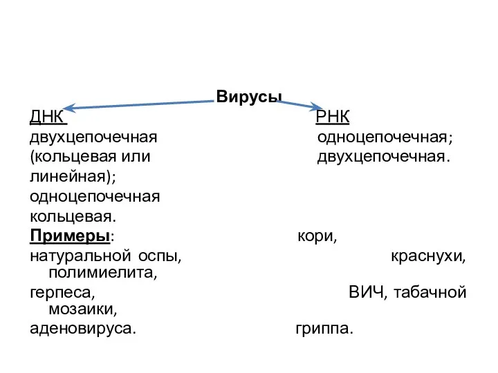 Вирусы ДНК РНК двухцепочечная одноцепочечная; (кольцевая или двухцепочечная. линейная); одноцепочечная кольцевая. Примеры: