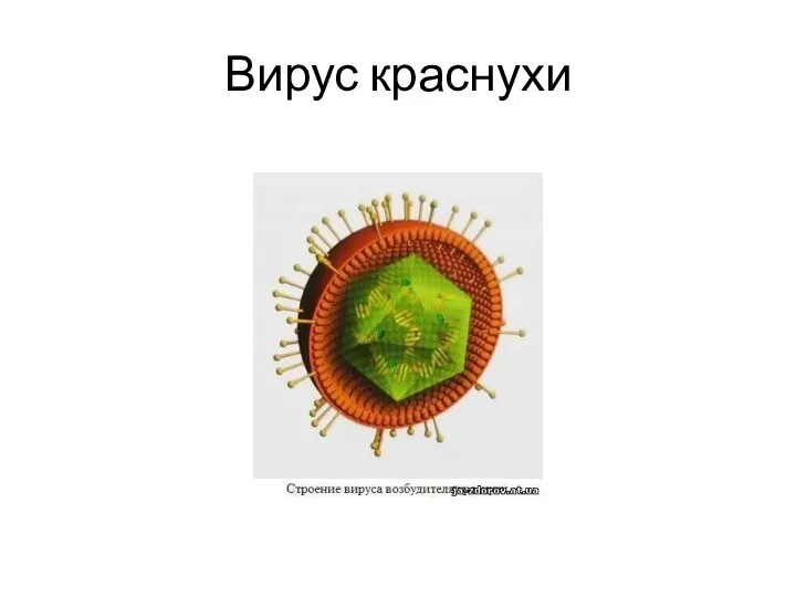 Вирус краснухи