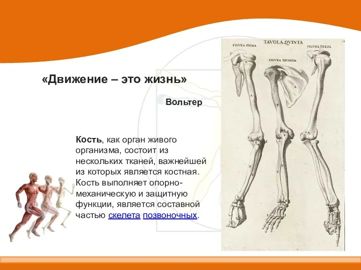 «Движение – это жизнь» Вольтер Кость, как орган живого организма, состоит из