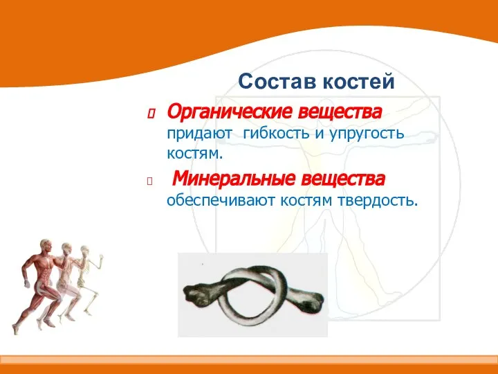 Состав костей Органические вещества – придают гибкость и упругость костям. Минеральные вещества – обеспечивают костям твердость.