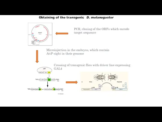 Obtaining of the transgenic D. melanogaster PCR, cloning of the ORFs which