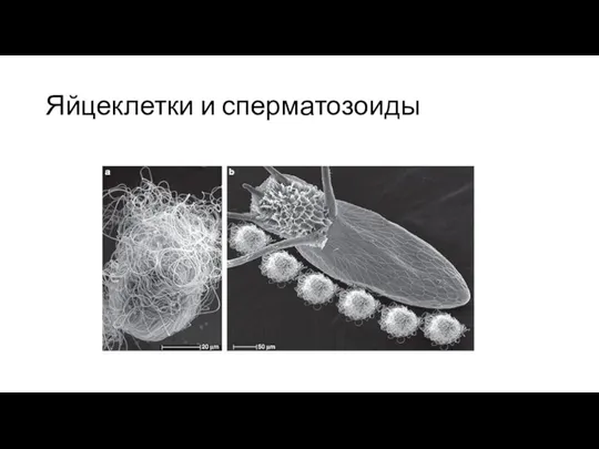 Яйцеклетки и сперматозоиды