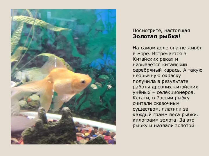 Посмотрите, настоящая Золотая рыбка! На самом деле она не живёт в море.