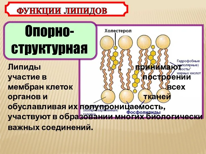 Опорно-структурная ФУНКЦИИ ЛИПИДОВ Липиды принимают участие в построении мембран клеток всех органов