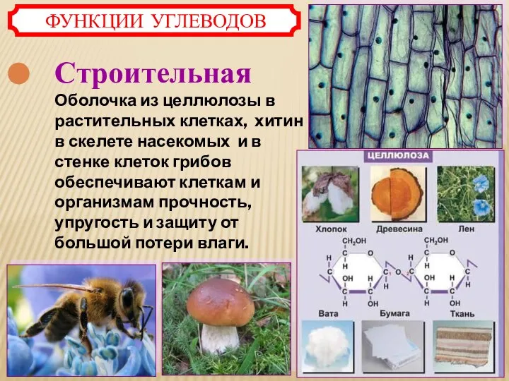 Строительная Оболочка из целлюлозы в растительных клетках, хитин в скелете насекомых и