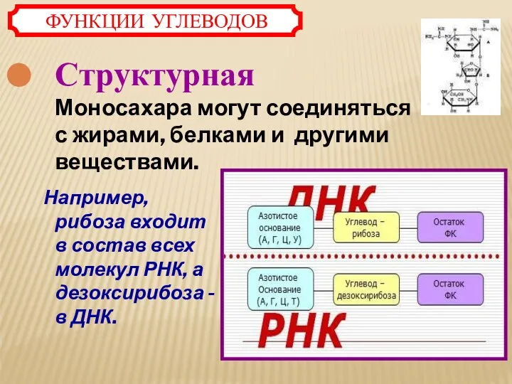 Структурная Моносахара могут соединяться с жирами, белками и другими веществами. Например, рибоза