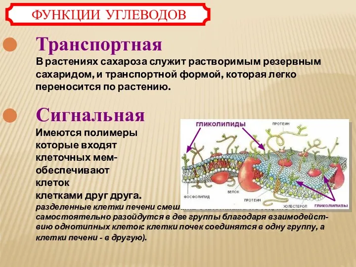 Транспортная В растениях сахароза служит растворимым резервным сахаридом, и транспортной формой, которая