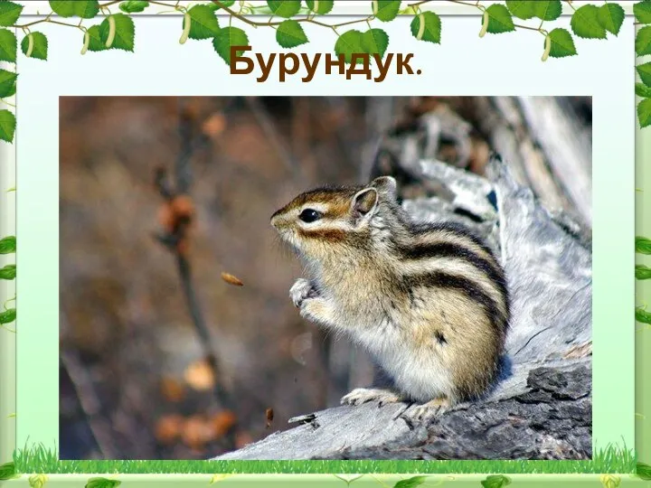 Бурундук.