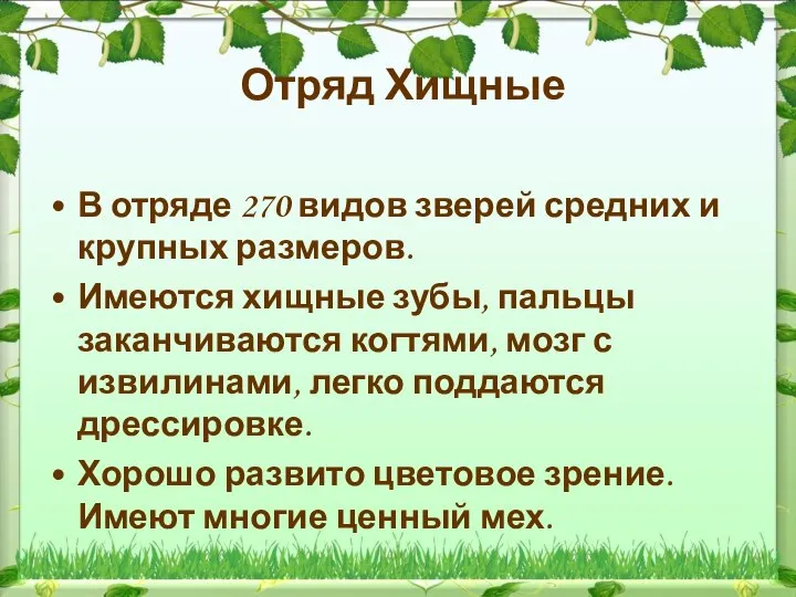 Отряд Хищные В отряде 270 видов зверей средних и крупных размеров. Имеются