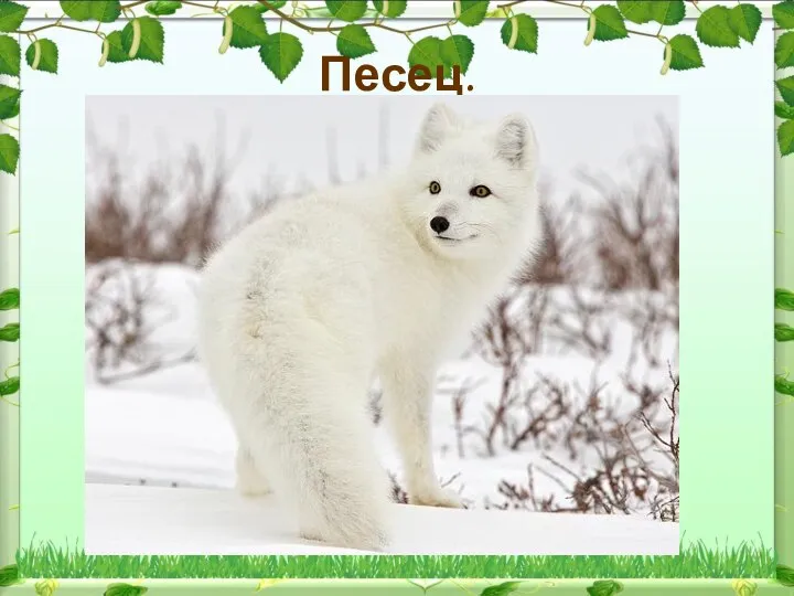 Песец.